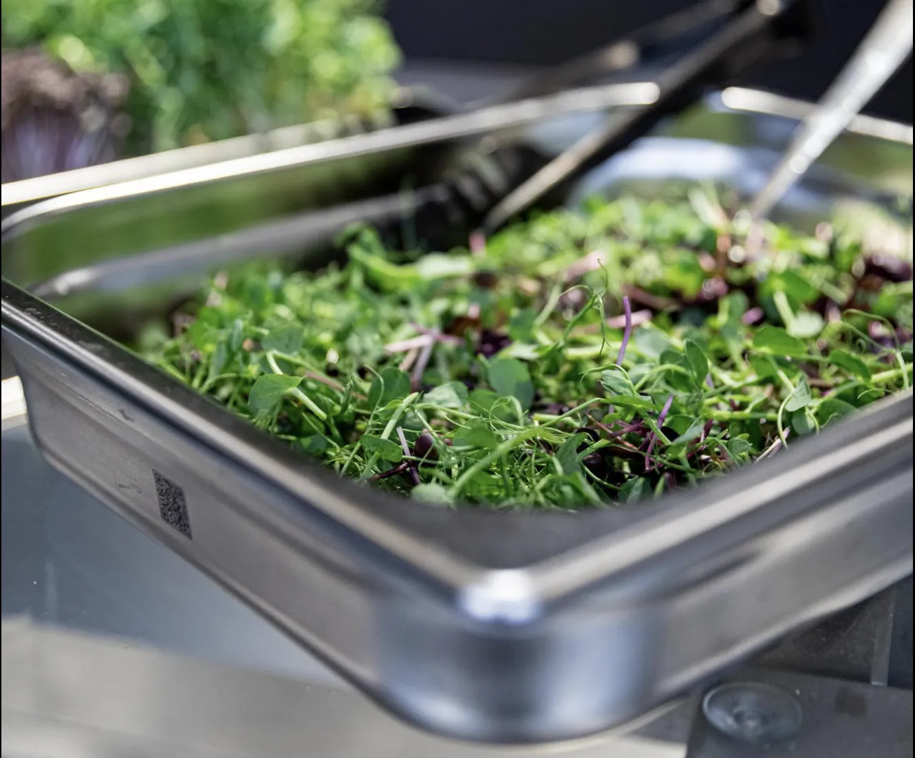 microgreens Ready Cut in der Rieber GN-Mehrwegschale aus Edelstahl